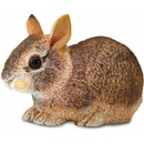 Safari Eastern Cottontail Rabbit Baby