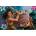 Clementoni - Puzzle Raya and the last dragon 60 maxi - 40 - 99 piese
