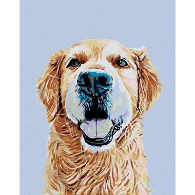 zuty Zlatý retrívr 40 x 50 cm vypnuté plátno na rám 8596530011859