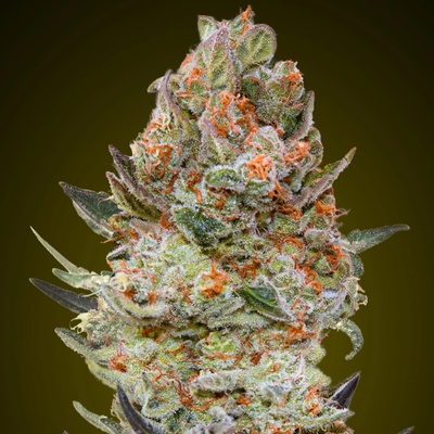 00 Seeds Bank Sweet Critical CBD semienka neobsahujú THC 3 ks