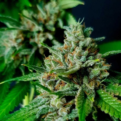 Exclusive Seeds Bank AUTO Nemo semena neobsahují THC 3 ks