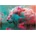 Educa - Puzzle King of Flowers - 500 piese