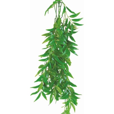 Happet Ficus Longifolia 50 cm
