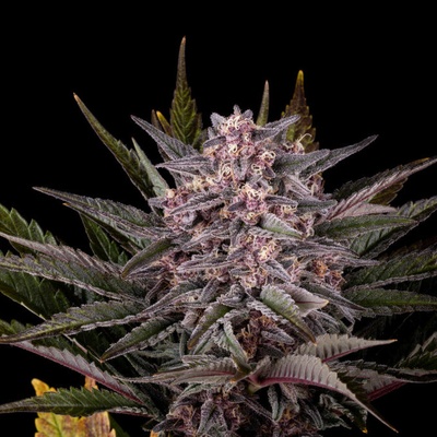 Kannabia Seeds - Pink Gelato 5 ks - semena neobsahují THC