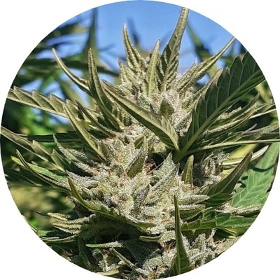 Top Tao Seeds Haze Auto Tao regular semienka neobsahujú THC 10 ks