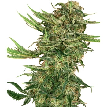Sensi Seeds Research N13 Kush semena neobsahuji THC 3 ks