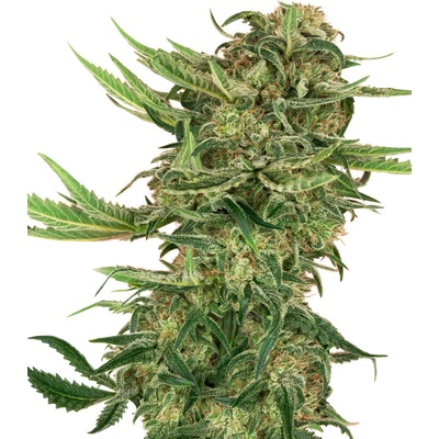 Sensi Seeds Research N13 Kush semena neobsahuji THC 3 ks