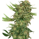 Sensi Seeds Research N13 Kush semena neobsahuji THC 3 ks