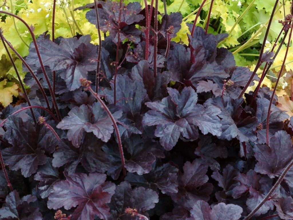 Heuchera Obsidian