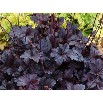 Heuchera Obsidian