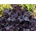 Heuchera Obsidian