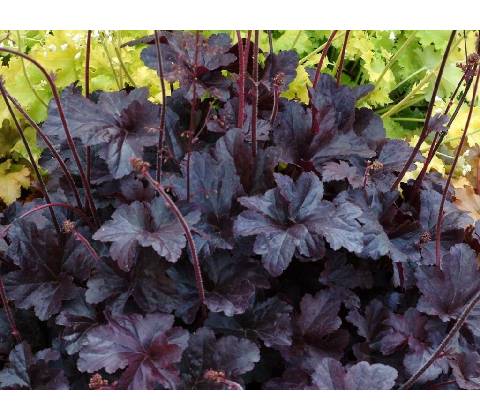 Heuchera Obsidian