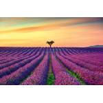 DIMEX ART Флизелинов фототапет цъфтящо лавандулово поле 375 x 250 см