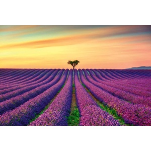 DIMEX ART Флизелинов фототапет цъфтящо лавандулово поле 375 x 250 см