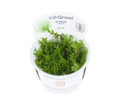 Gratiola viscidula