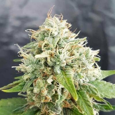 Freedom Of Seeds Little Stilton AUTO semena neobsahují THC 3 ks