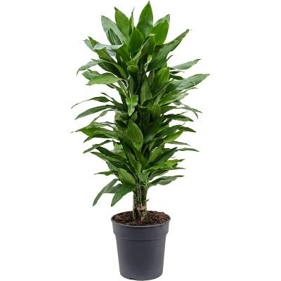 Dracaena fragrans "Janet Lind" branched multi 24x110 cm