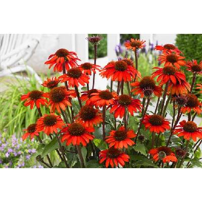 levandule-online.cz Echinacea "Julia "- Třapatkovka nachová " Julia "