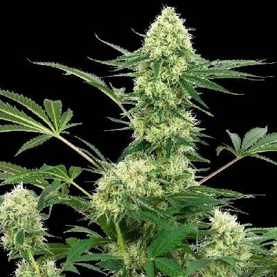 White Label Wedding Cheesecake semena neobsahují THC 3 ks