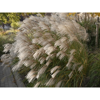 Ozdobnica čínska Graciella