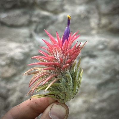 Tillandsia ionantha huamelula