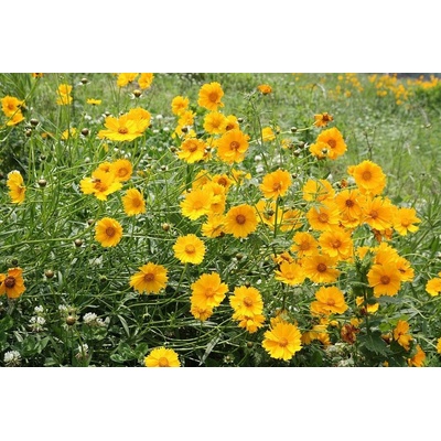 levandule-online.cz Krásnoočko velkokvěté - Coreopsis grandiflora " Early Sunrise "