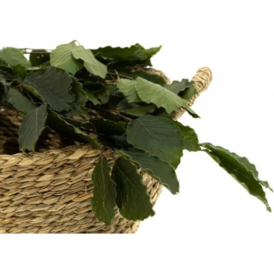 Stabilizované bukové listy – zelená