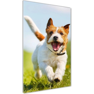 Vertikálny foto obraz sklo tvrdené Pes Jack Russell 50x100 cm