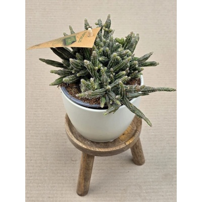 Rhipsalis Horrida