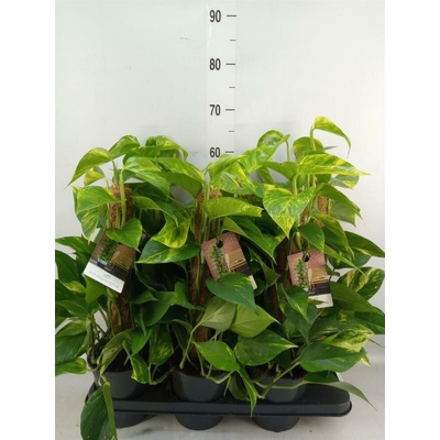 SCINDAPSUS mosstok 15/50-60cm