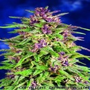 Dutch Passion Frisian Dew semena neobsahují THC 3 ks