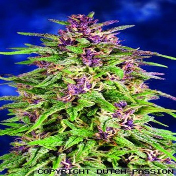 Dutch Passion Frisian Dew semena neobsahují THC 3 ks