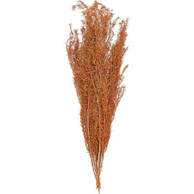 ASPARAGUS SUŠINA HN/ORANŽ.