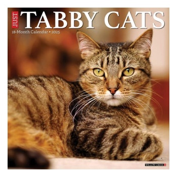Willow Creek Press Calendars Tabby Cats 2026 12 X 12 Wall Calendar