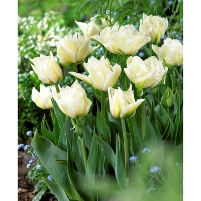 BENEX TULIPÁN Global Desire 5ks
