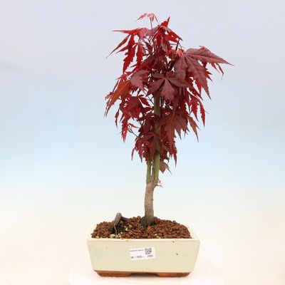 e-bonsai Venkovní bonsai - Acer palm. Atropurpureum-Javor dlanitolistý
