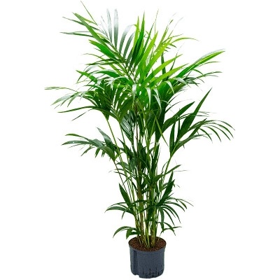 Kentia (howea) forsteriana Tuft 25/19 výška 160 cm