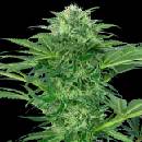 Sensi Seeds Research Skunk Dream CBD semena neobsahuji THC 3 ks