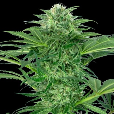 Sensi Seeds Research Skunk Dream CBD semienka neobsahujú THC 1 ks
