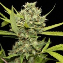 Barney's Farm Pineapple Chunk semena neobsahují THC 5 ks