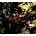 Pink Floyd - Obscured By Clouds (CD) (0888751709027)