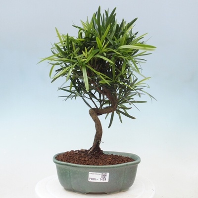 e-bonsai Pokojová bonsai - Podocarpus - Kamenný tis