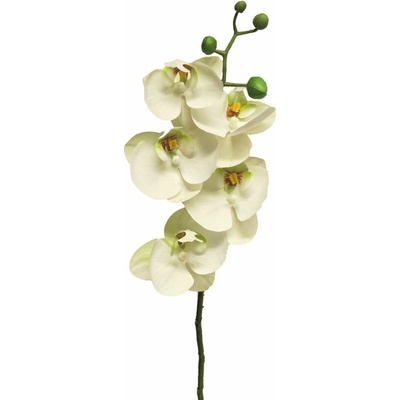 Orchidej - phaleanopsis Bora bílá 58 cm