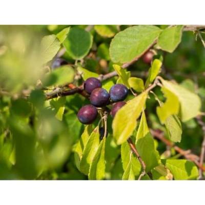 Slivka domáca (Prunus domestica) ´BYSTRICKÁ MUŠKÁTOVÁ´ - neskorá, výška 150-180 cm, voľnokorenná