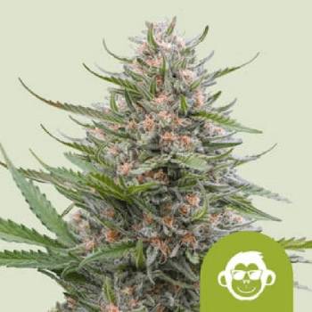 Royal Queen Seeds Semená kanabisu Grape Ape Auto