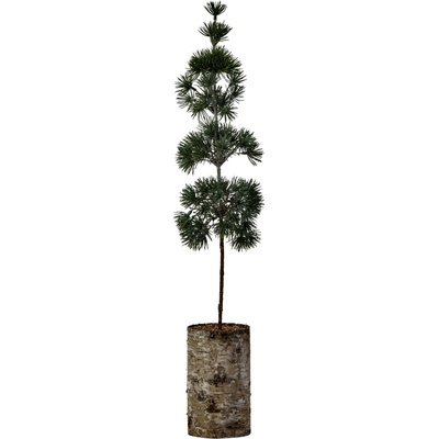 House Doctor Umělý stromek Pine Green 60 cm, zelená barva, dřevo, plast