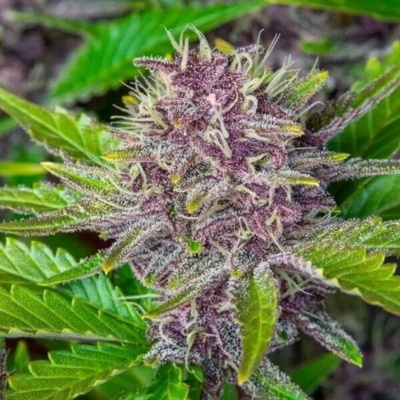 Monkey Genetics Purple Punch Auto semena neobsahují THC 3 ks