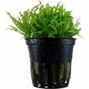 Pogostemon helferi