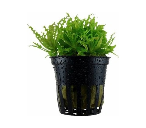 Pogostemon helferi
