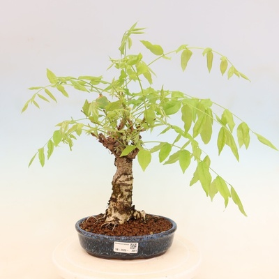 e-bonsai Venkovní bonsai - Vistarie květnatá - Wisteria floribunda
